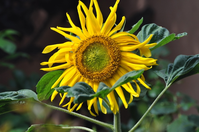 closeup of sunflower